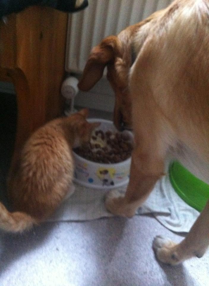 Blanding af racer Baloo billede 6