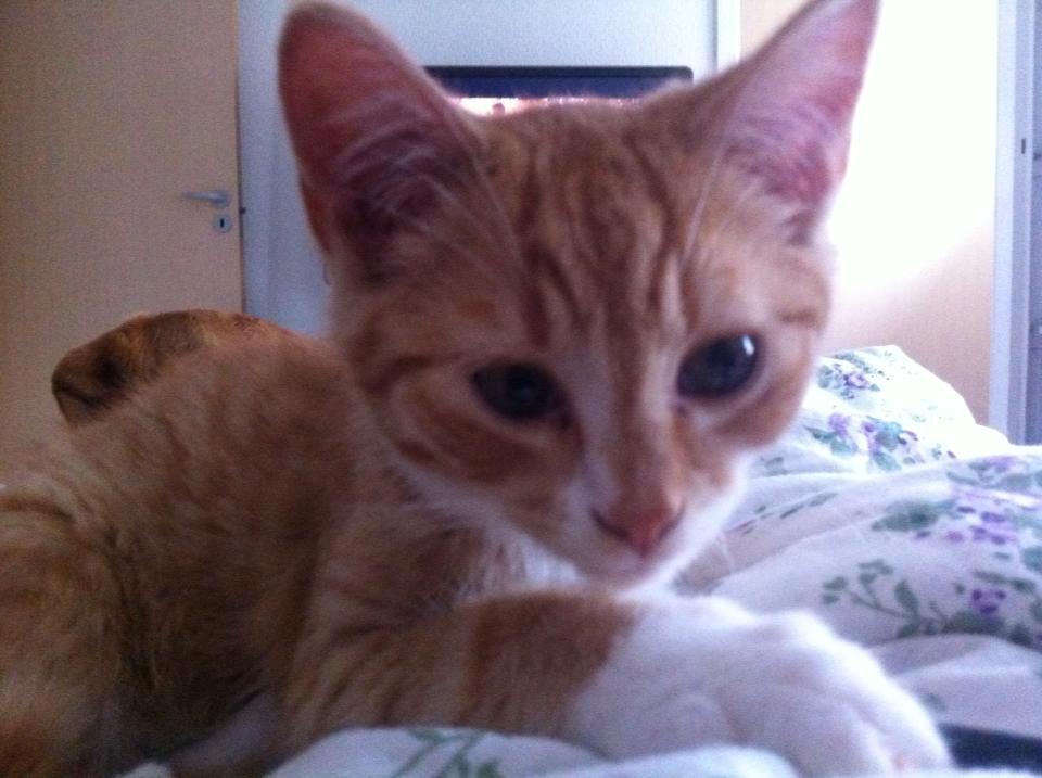 Blanding af racer Baloo billede 7