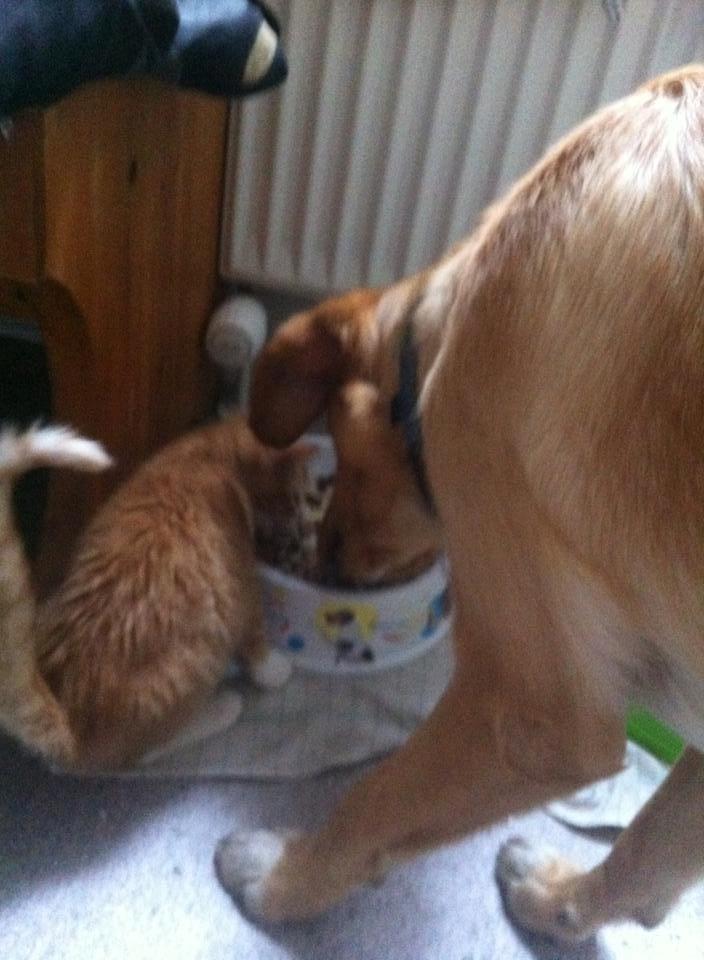 Blanding af racer Baloo billede 8