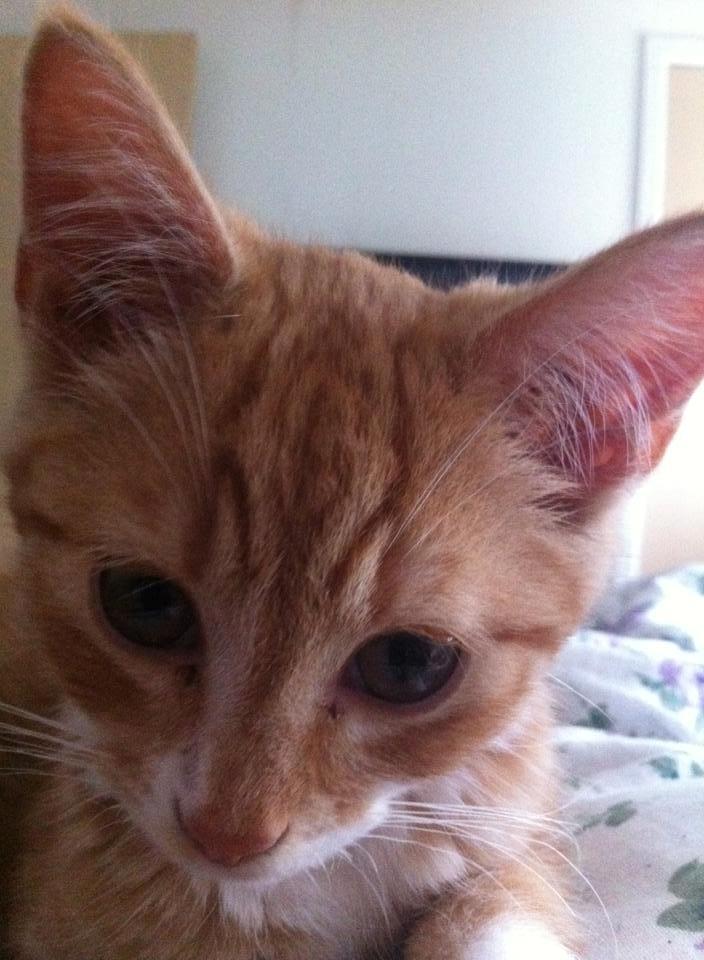 Blanding af racer Baloo billede 9