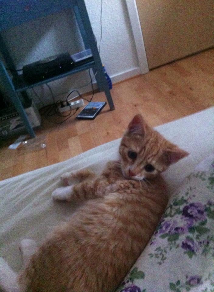 Blanding af racer Baloo billede 10