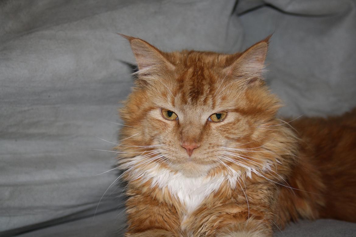 Maine Coon Lucifer billede 8