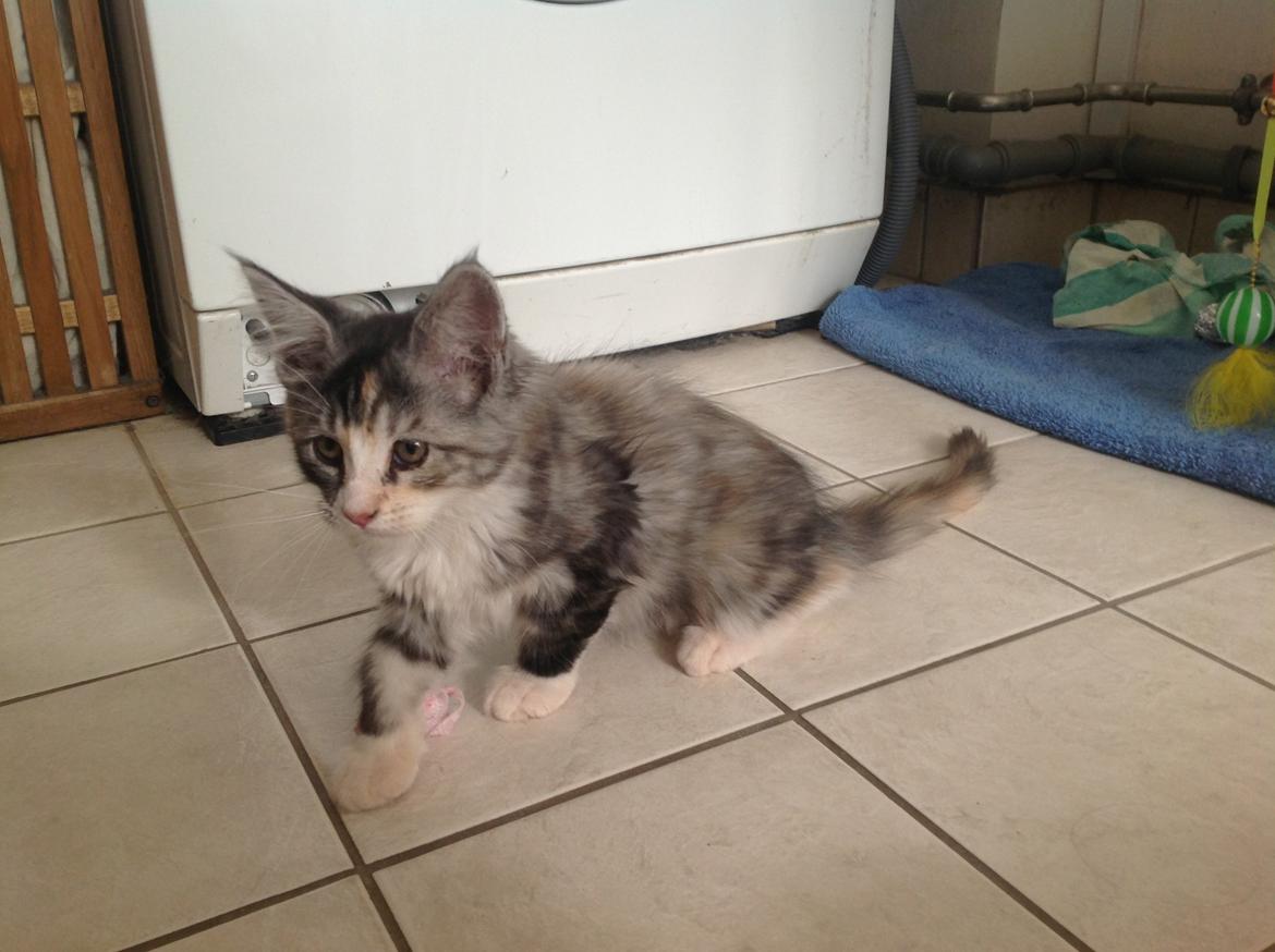 Blanding af racer Bella billede 1