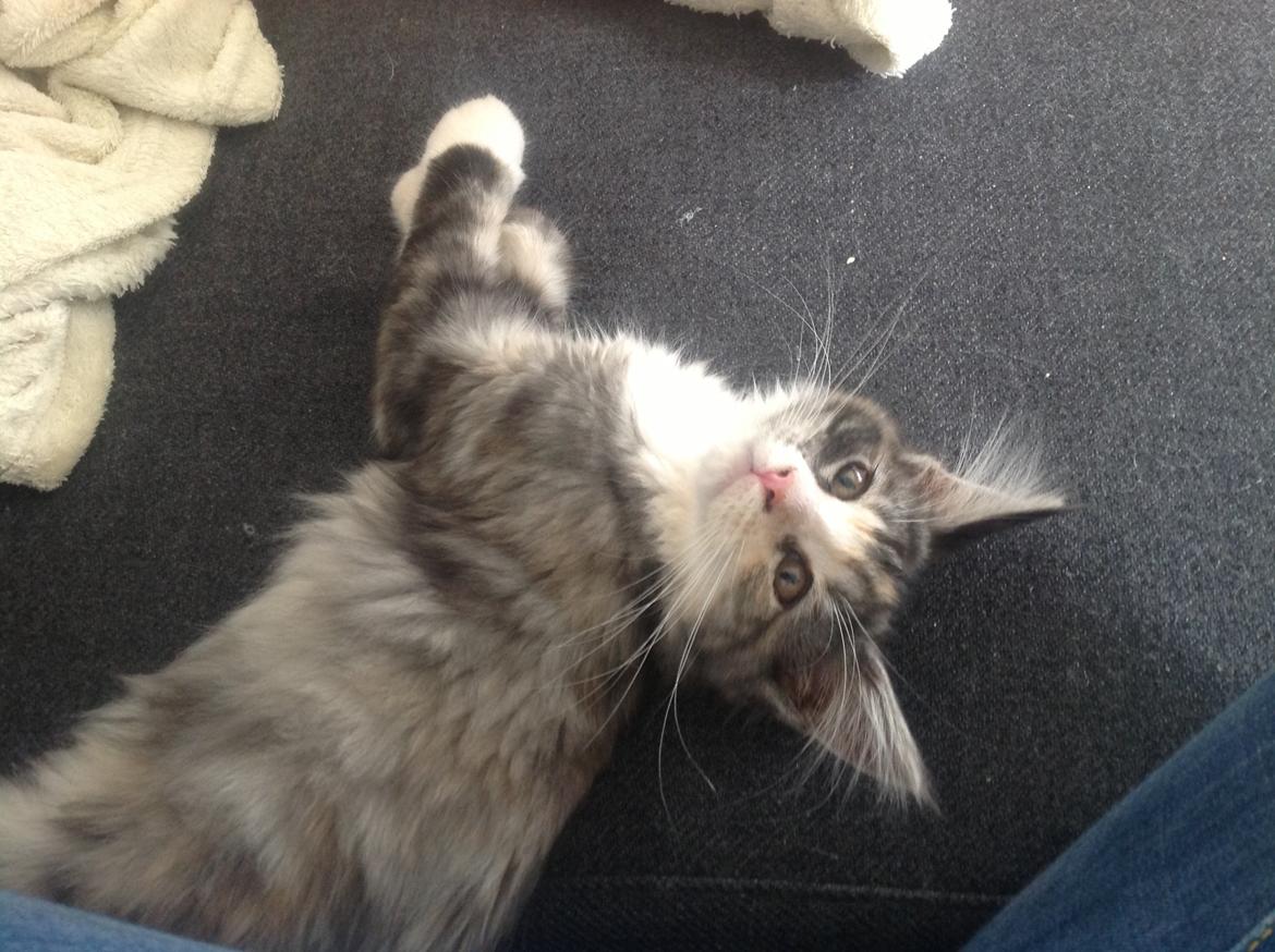 Blanding af racer Bella billede 2