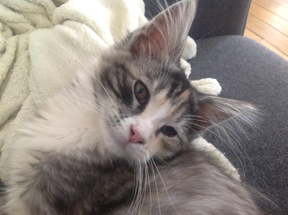 Blanding af racer Bella billede 3