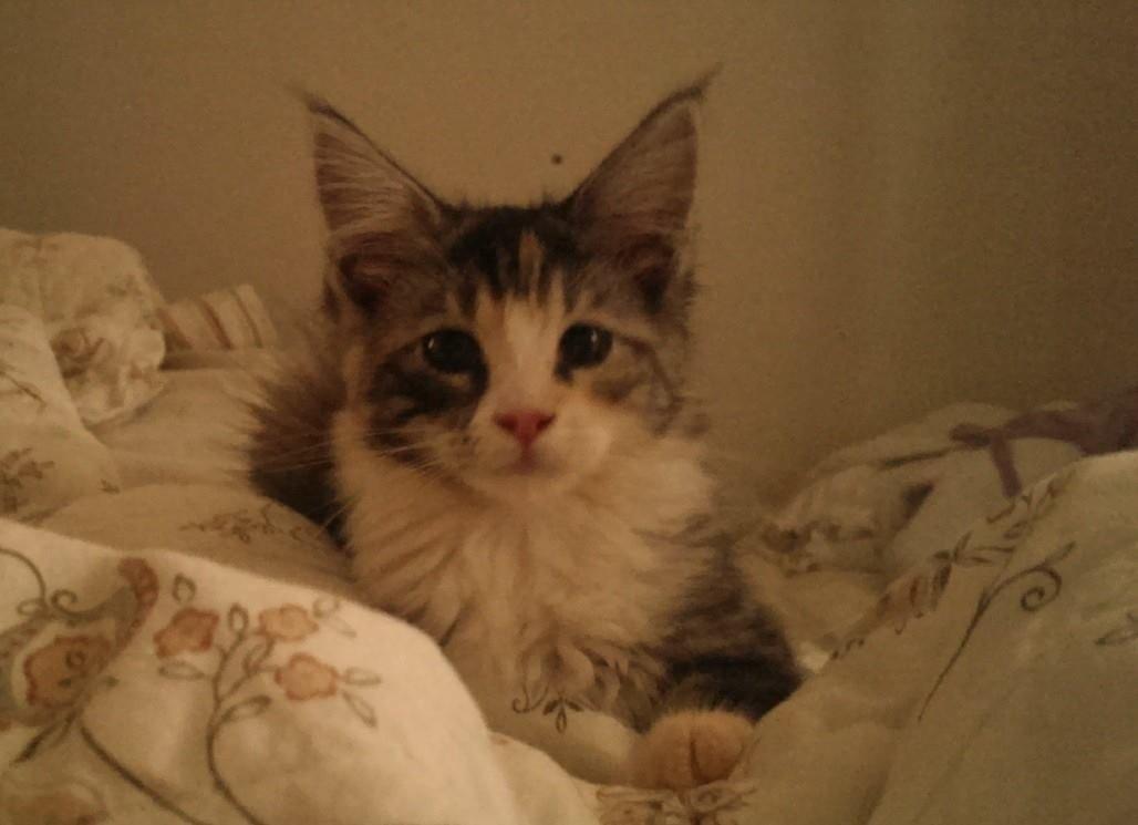 Blanding af racer Bella billede 4