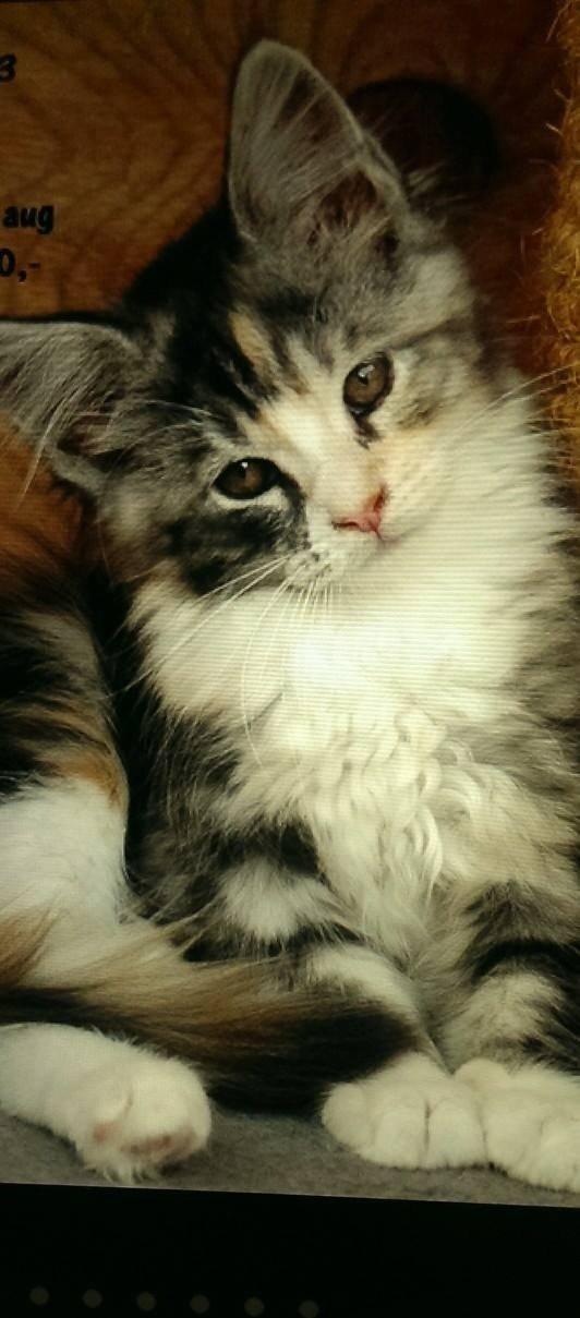 Blanding af racer Bella billede 5