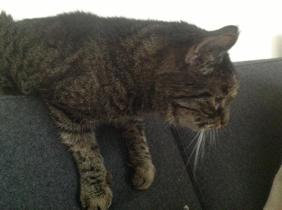 Huskat Benne R.I.P  billede 2