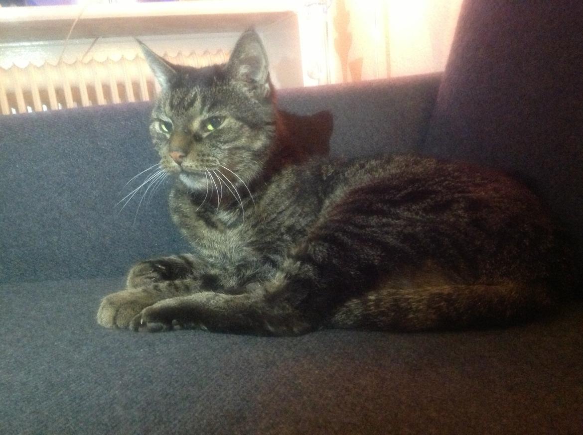 Huskat Benne R.I.P  billede 3