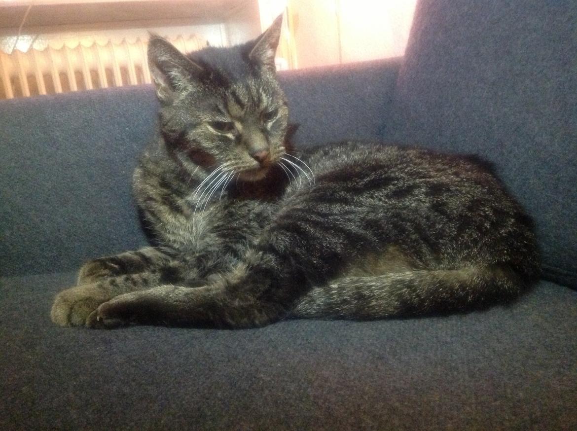 Huskat Benne R.I.P  billede 4