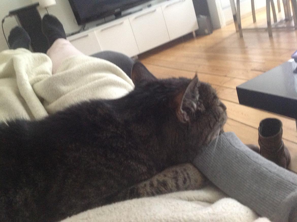 Huskat Benne R.I.P  billede 5