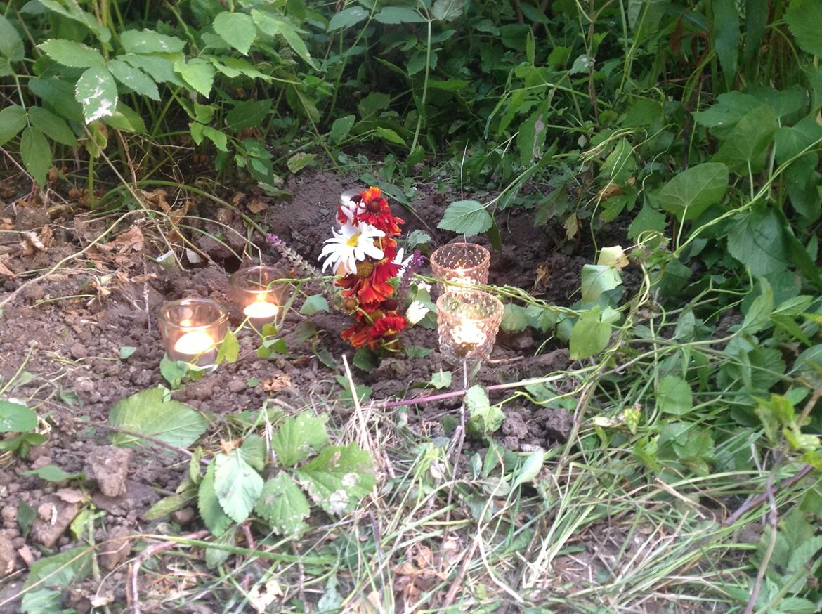 Huskat Benne R.I.P  billede 6