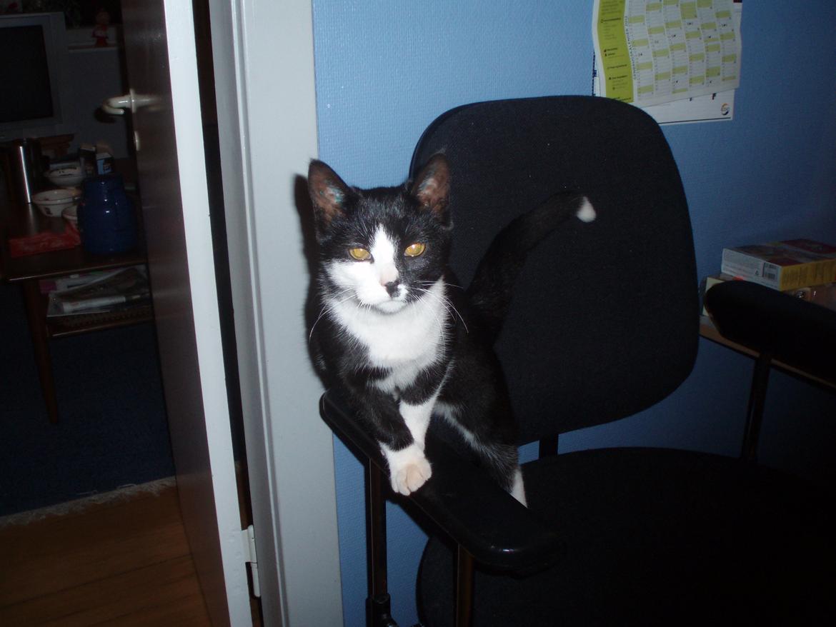 Huskat Tøsen - Davs du' !  billede 13