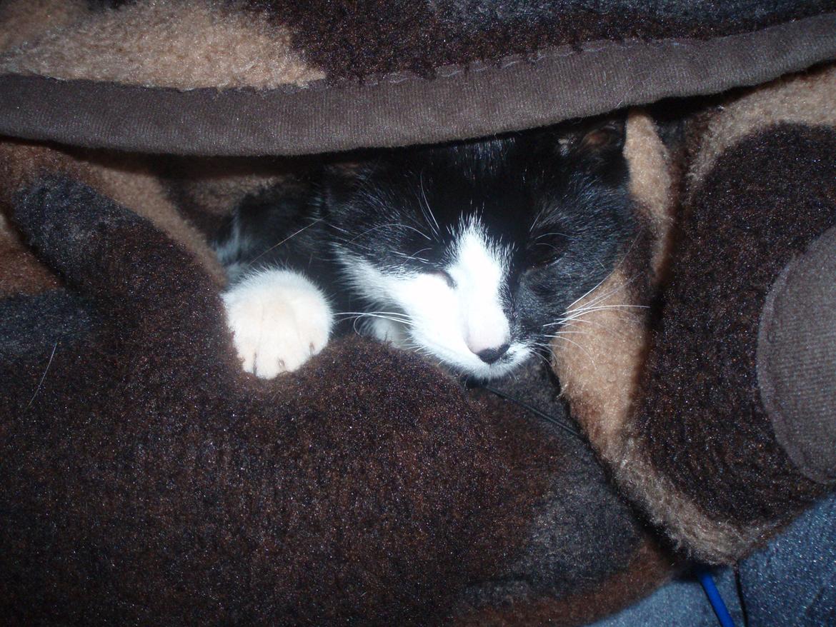 Huskat Tøsen - Putte fis !  billede 14