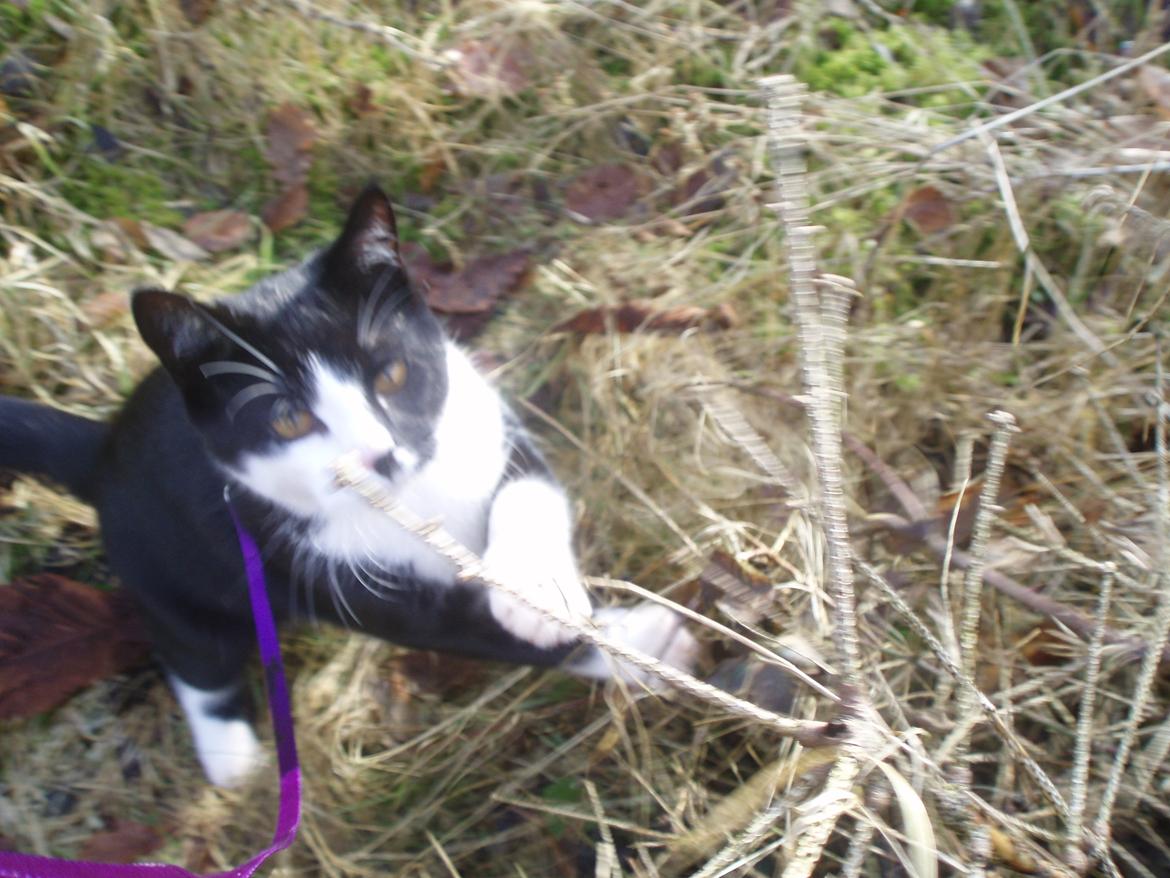 Huskat Tøsen - Uh, en gren billede 15