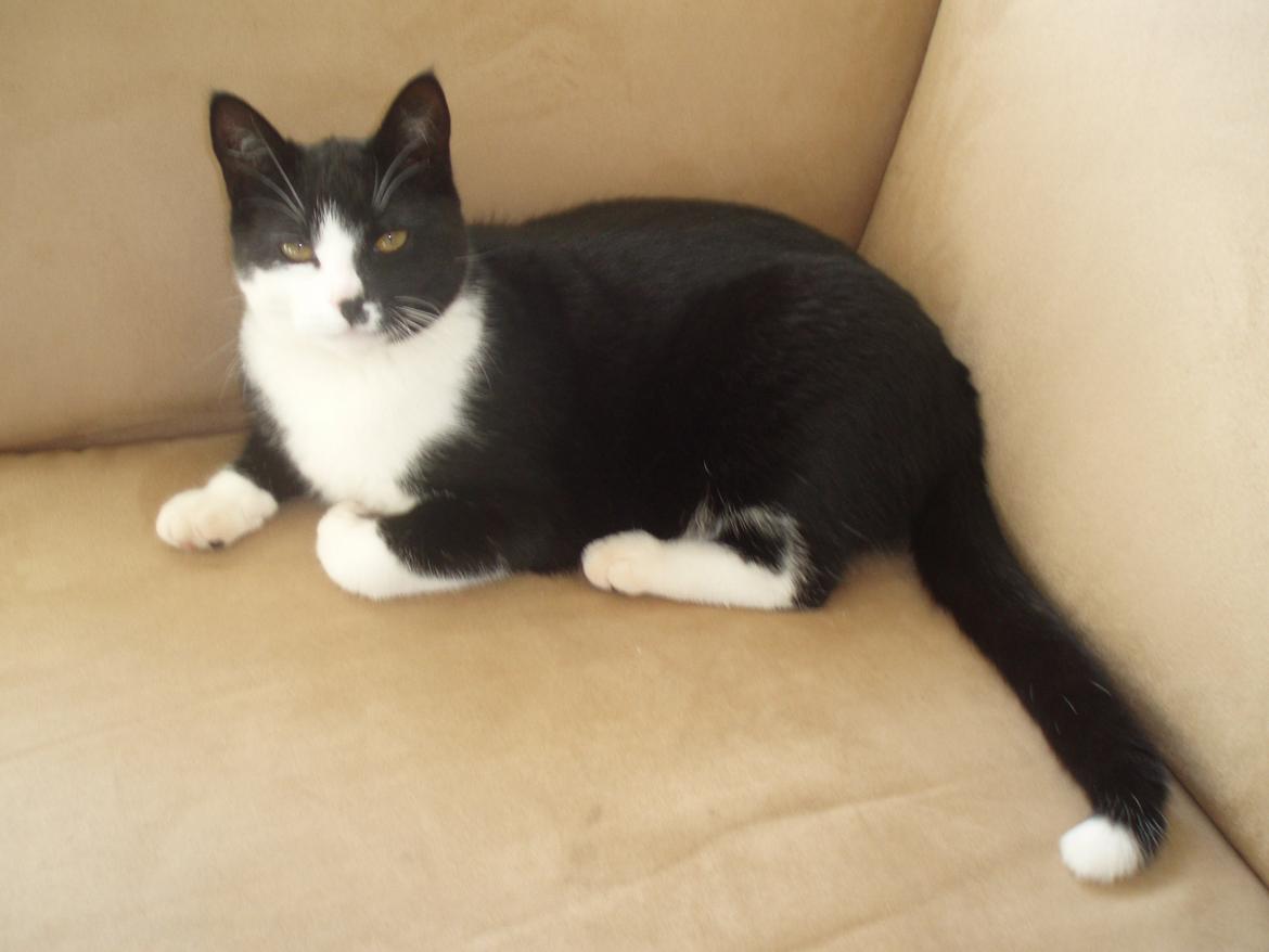 Huskat Tøsen - <3
 billede 16