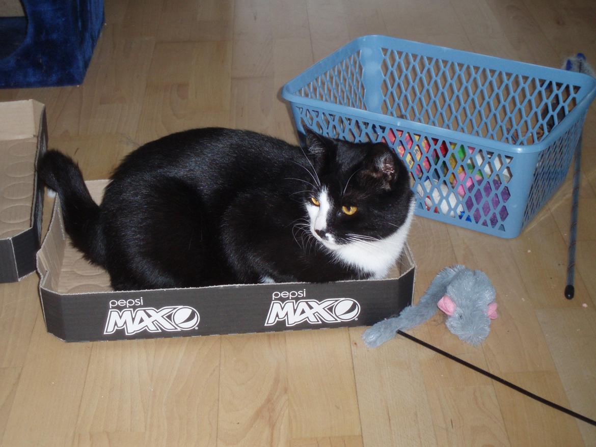 Huskat Tøsen - Tøsen's legetøjskurv bag ved :)  billede 17