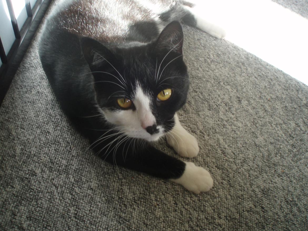 Huskat Tøsen - Stjernen ! :)  billede 18