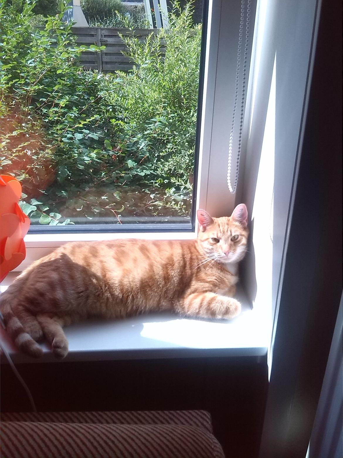 Huskat Teemo billede 9