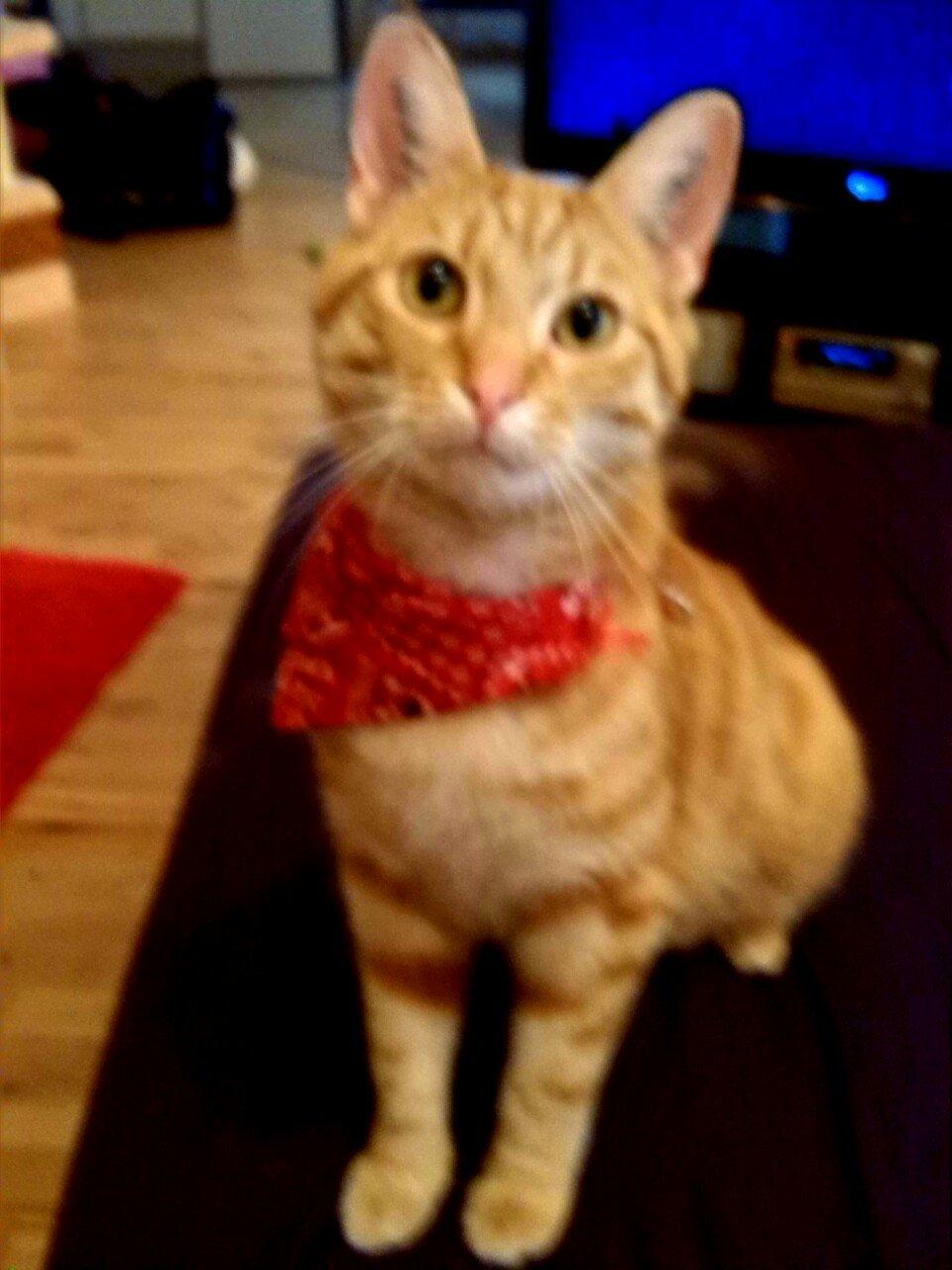 Huskat Teemo billede 10