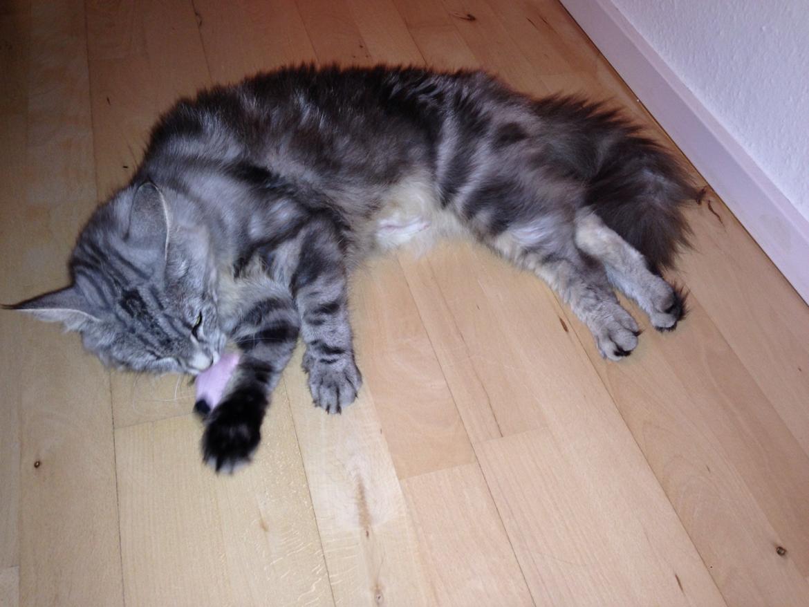 Norsk Skovkat S*Fridalas Qalla billede 2