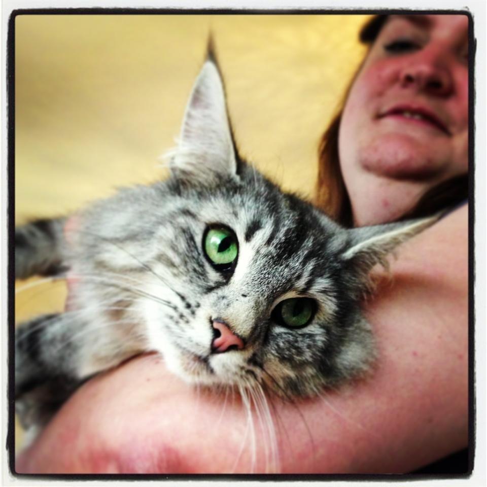 Norsk Skovkat S*Fridalas Qalla billede 1