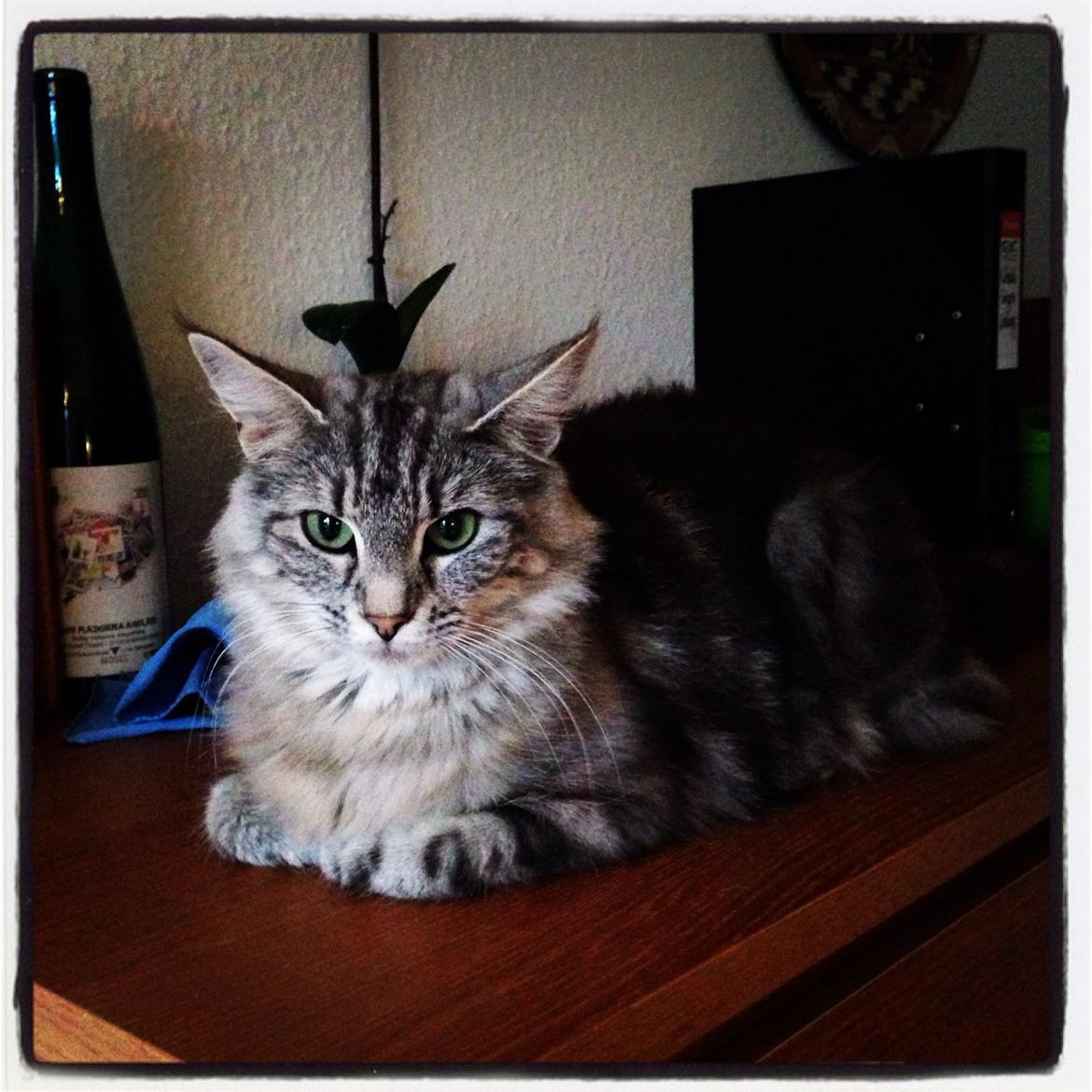 Norsk Skovkat S*Fridalas Qalla billede 3