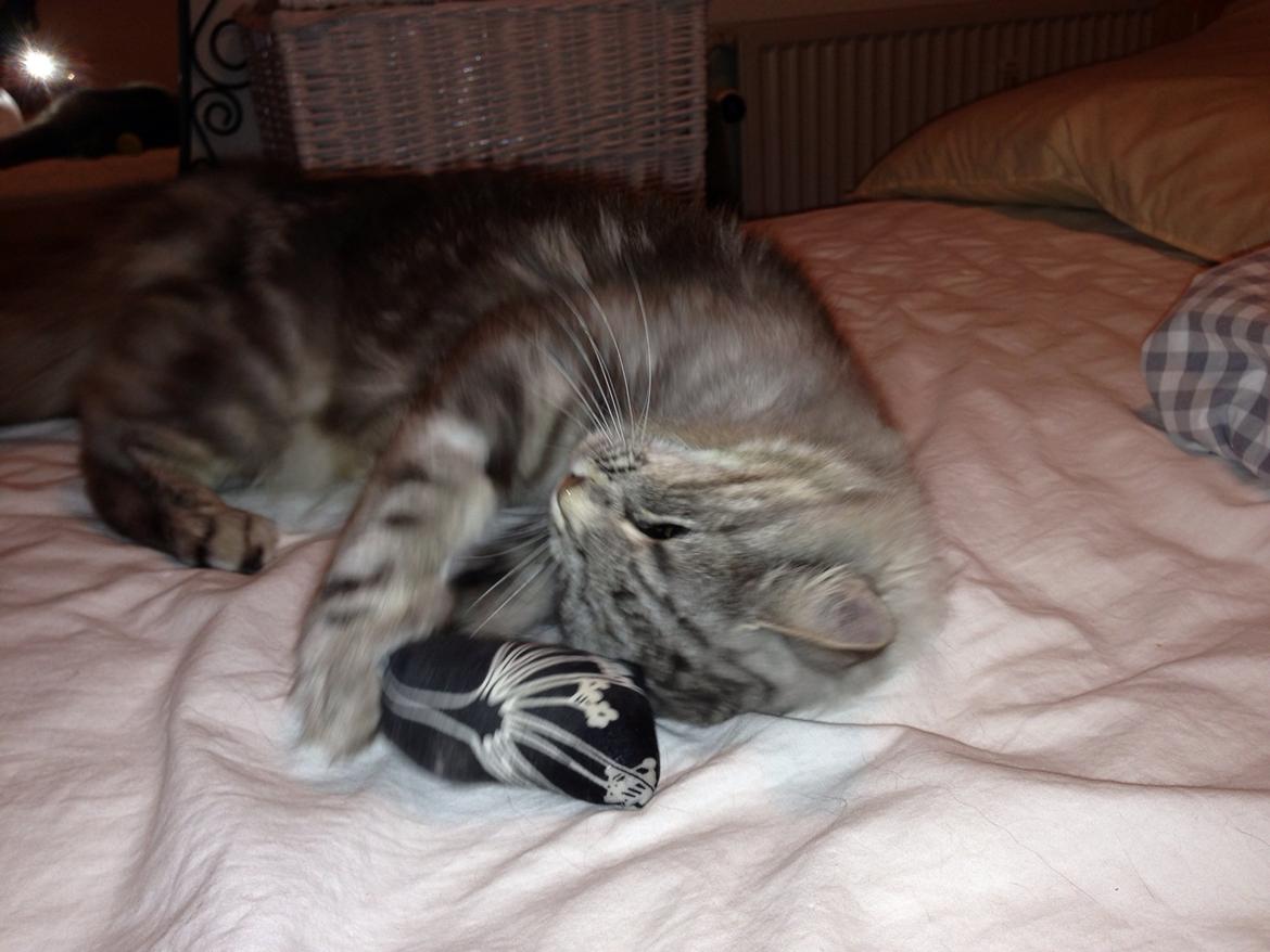 Norsk Skovkat S*Fridalas Qalla billede 4