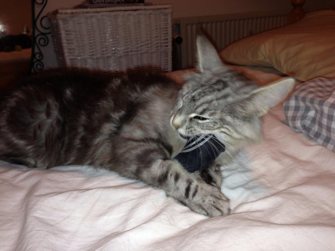 Norsk Skovkat S*Fridalas Qalla billede 5