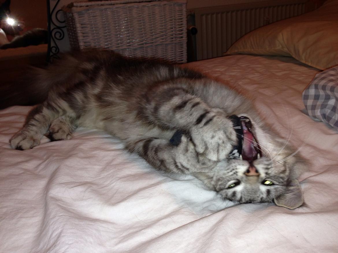 Norsk Skovkat S*Fridalas Qalla billede 6