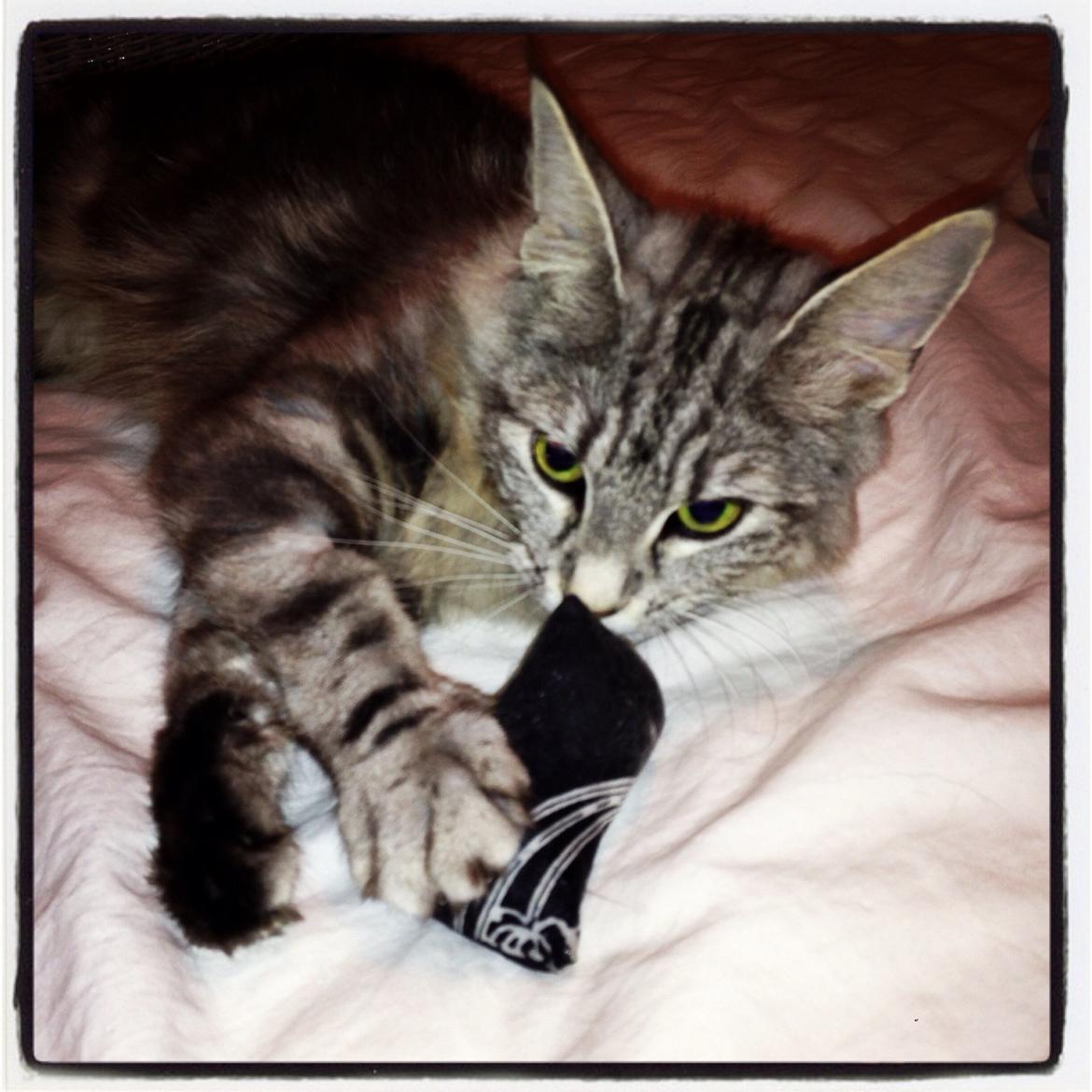 Norsk Skovkat S*Fridalas Qalla billede 7