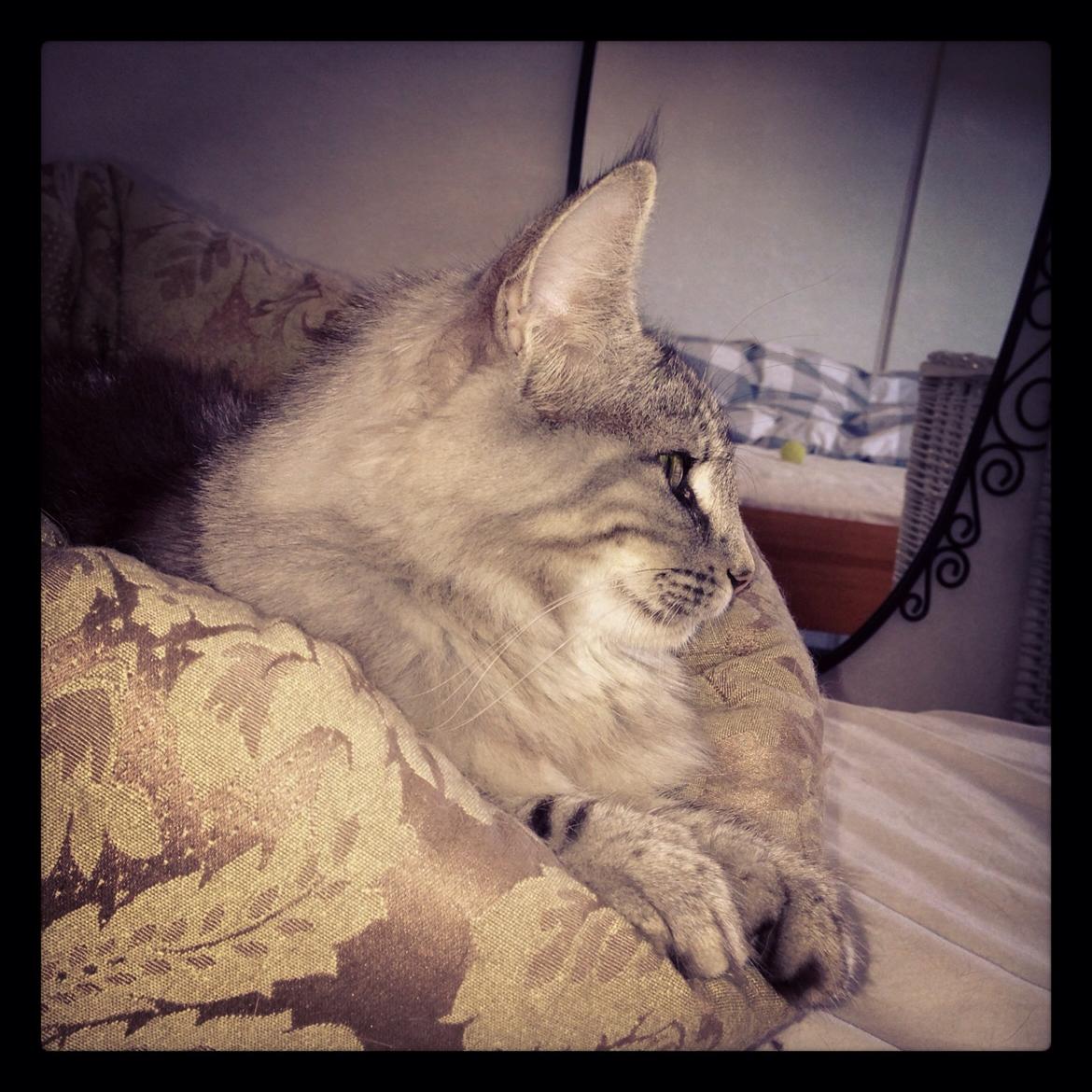 Norsk Skovkat S*Fridalas Qalla billede 8