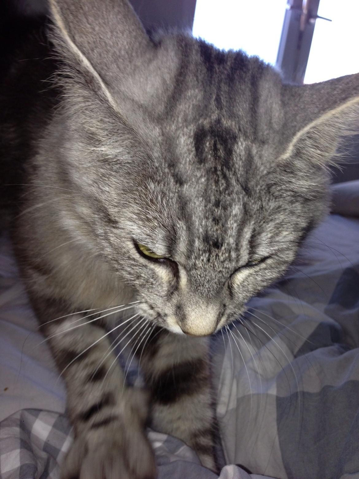 Norsk Skovkat S*Fridalas Qalla billede 9