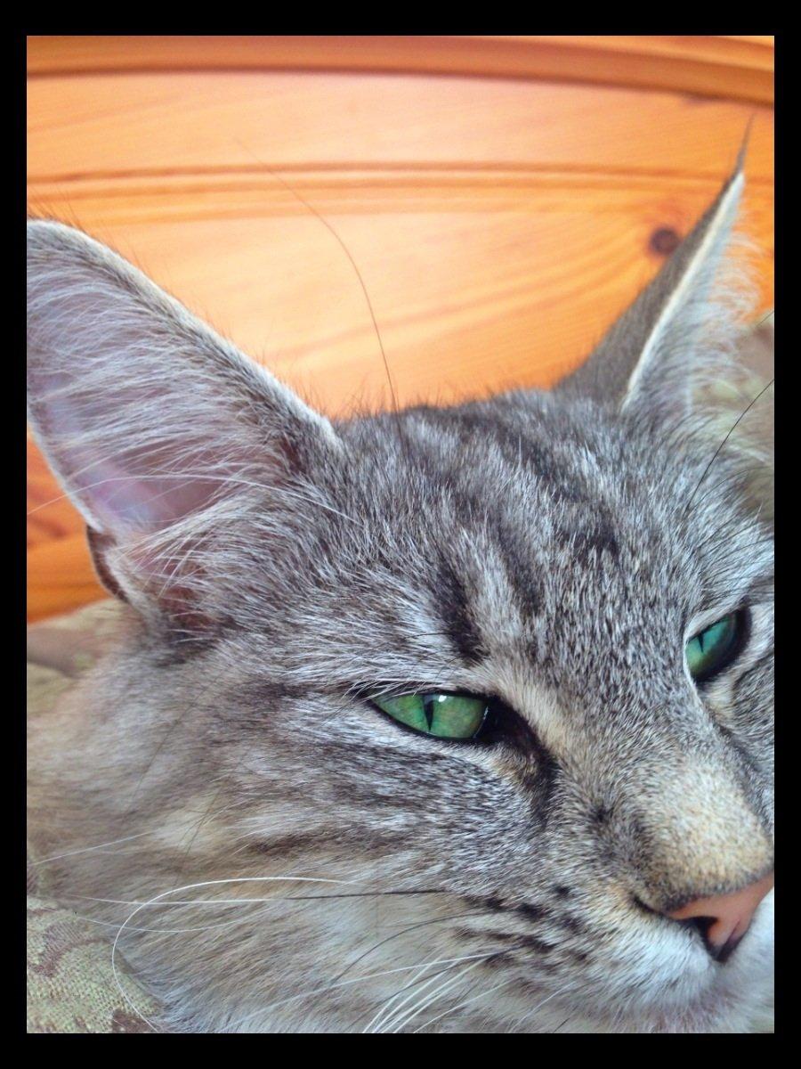 Norsk Skovkat S*Fridalas Qalla billede 10