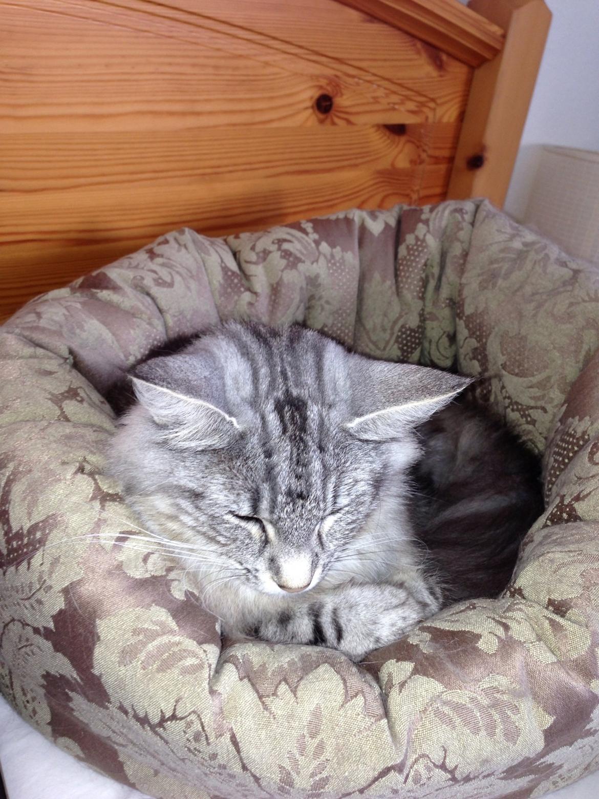 Norsk Skovkat S*Fridalas Qalla billede 11