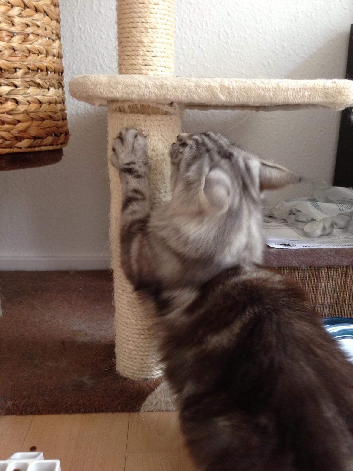 Norsk Skovkat S*Fridalas Qalla billede 12