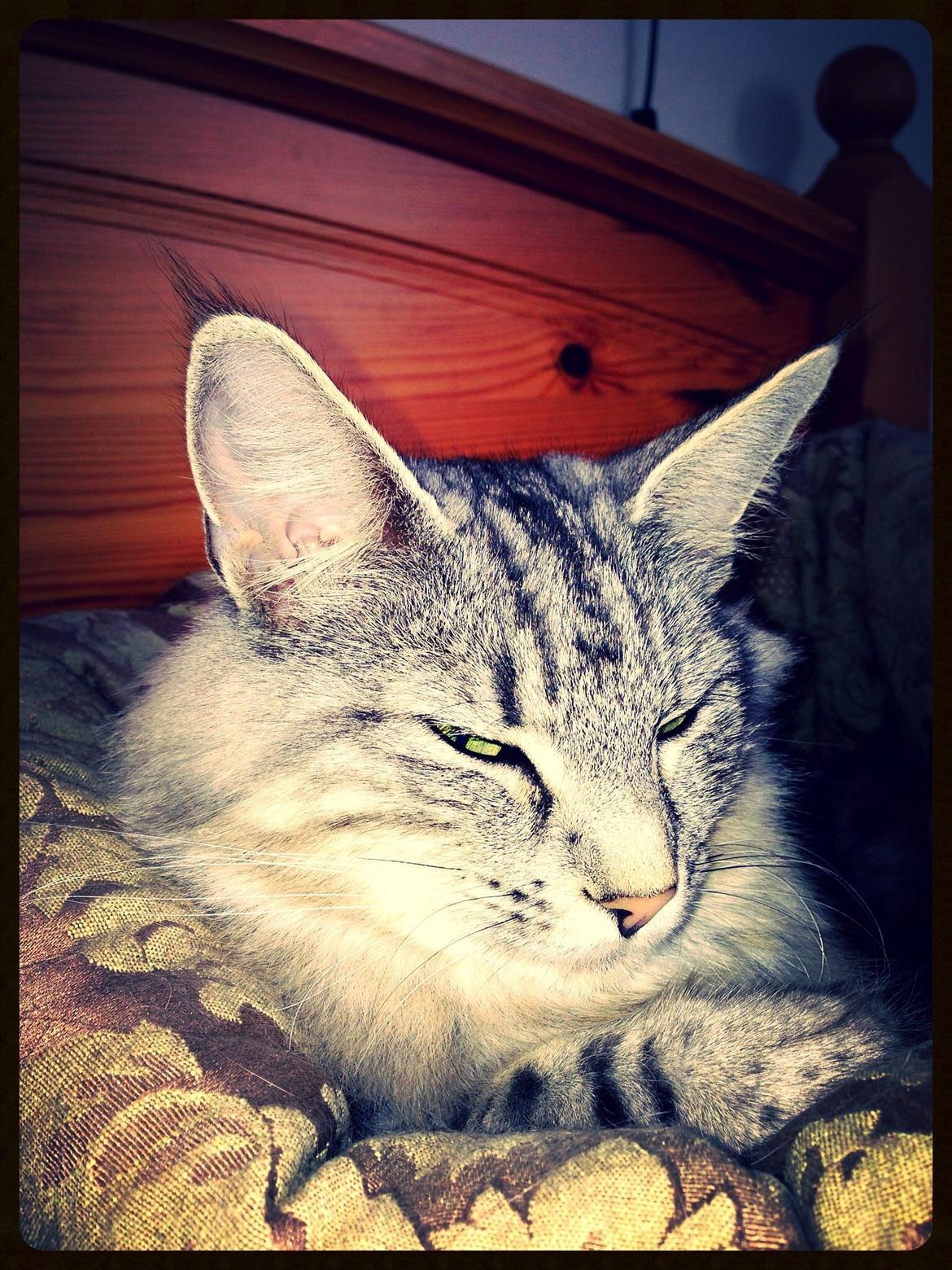 Norsk Skovkat S*Fridalas Qalla billede 14