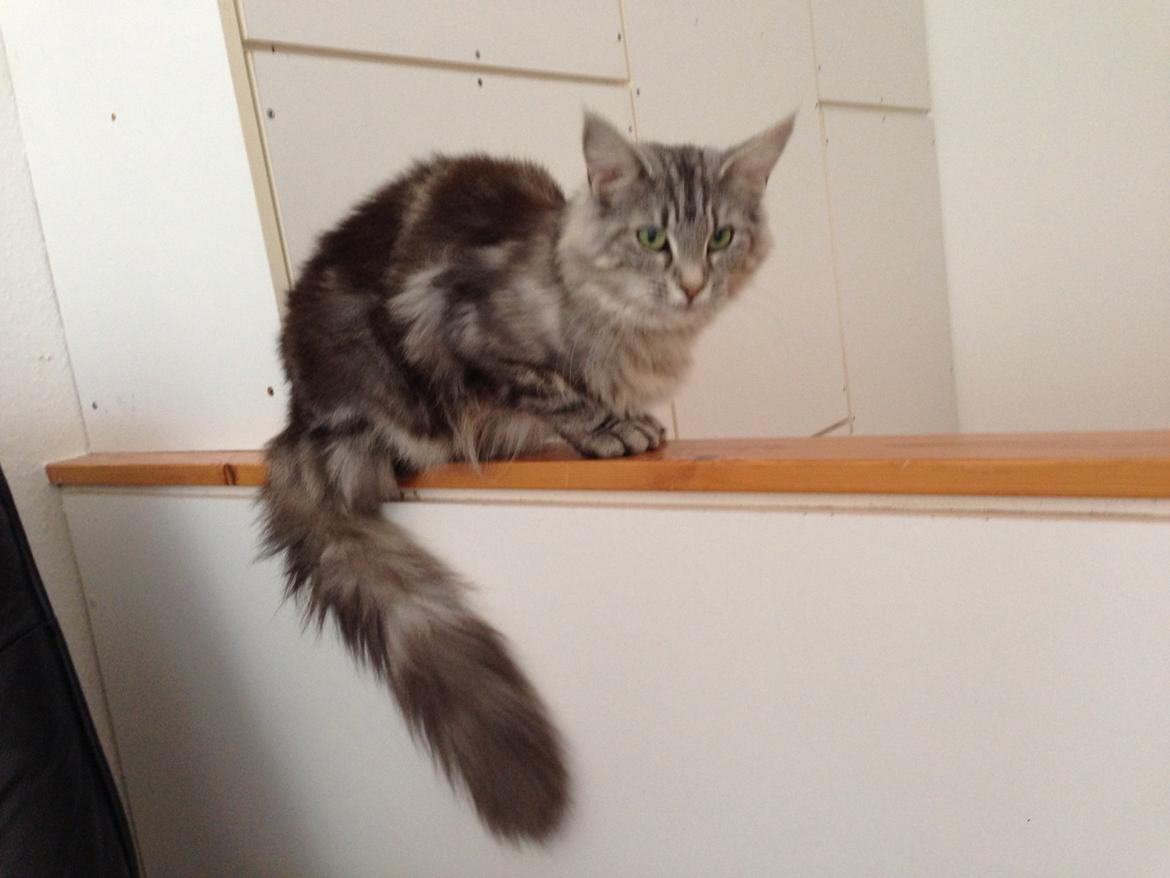 Norsk Skovkat S*Fridalas Qalla billede 13