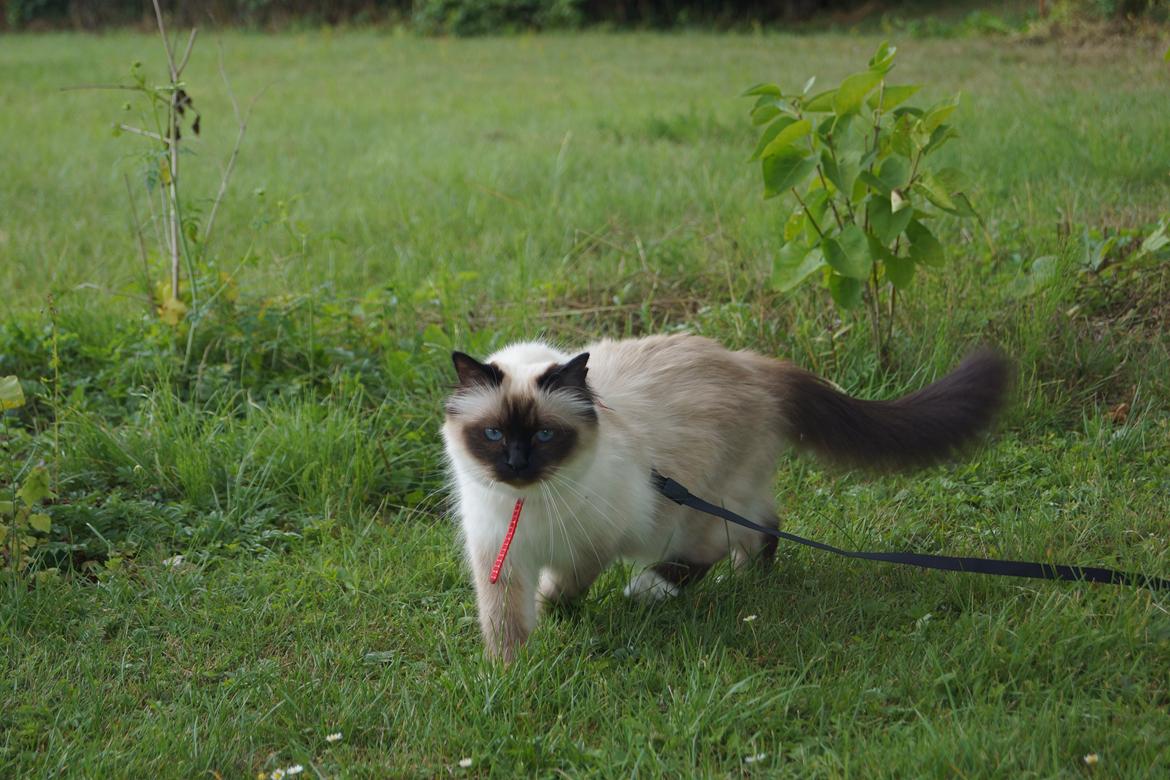 Hellig Birma Pifuni´s Brandy billede 21