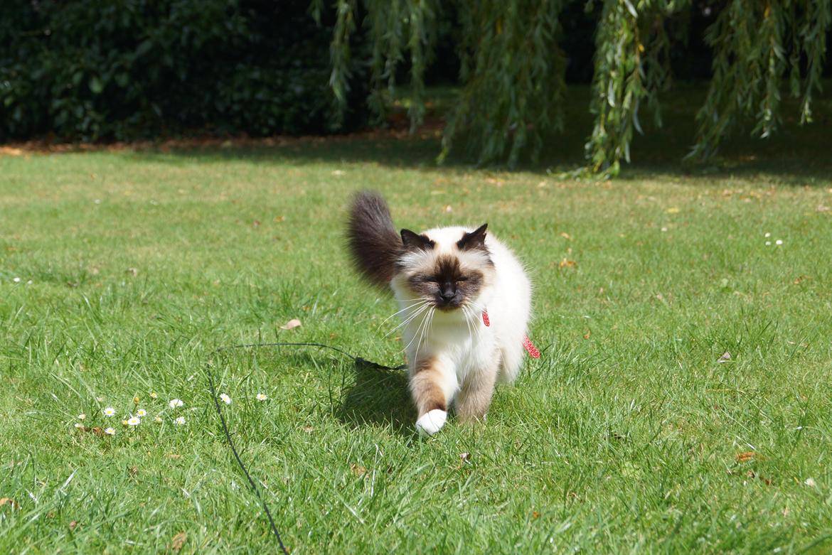 Hellig Birma Pifuni´s Brandy billede 3