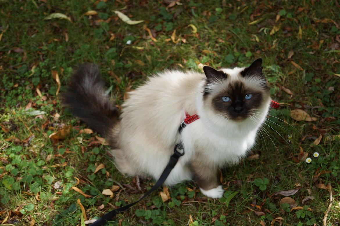 Hellig Birma Pifuni´s Brandy billede 2