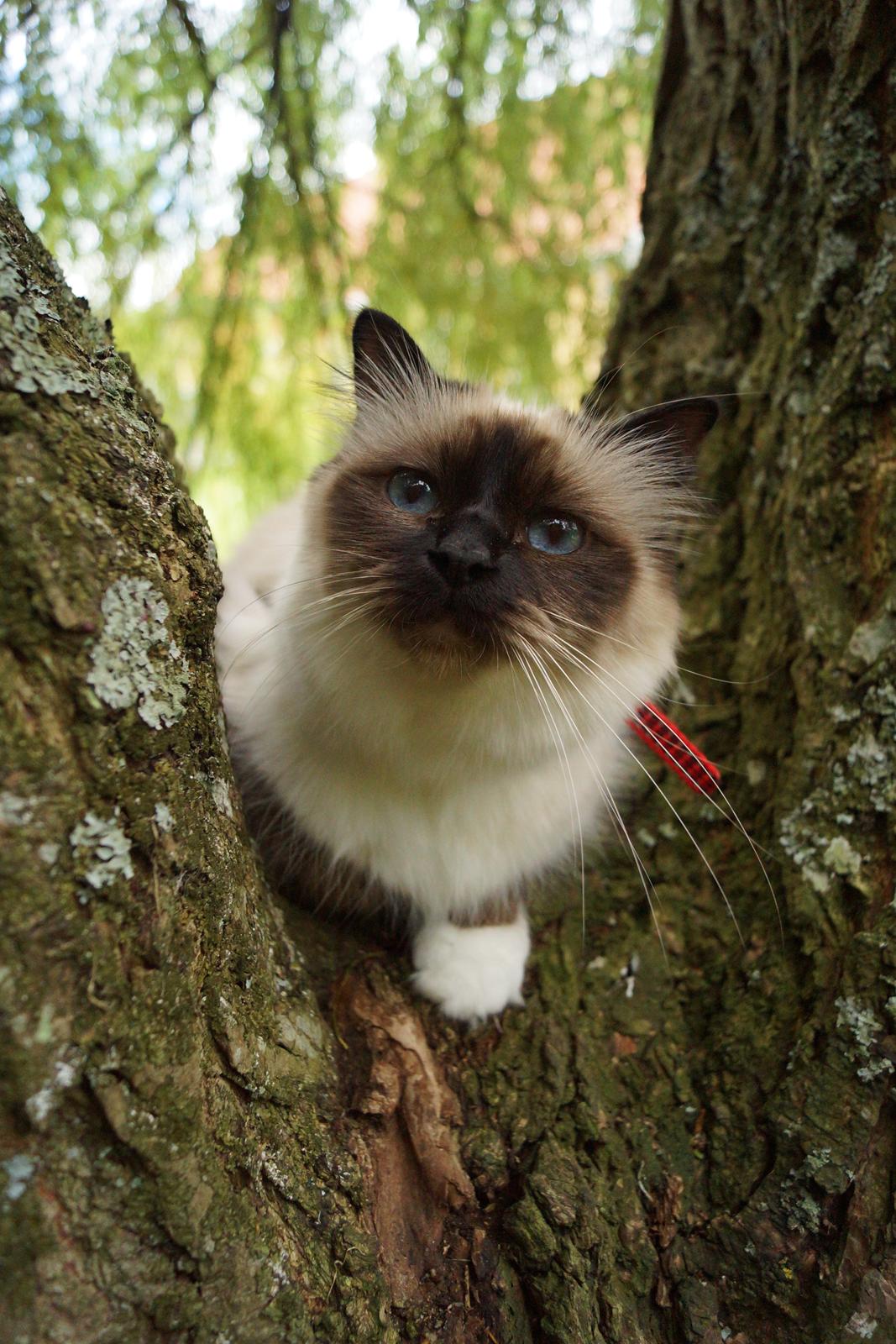 Hellig Birma Pifuni´s Brandy billede 11