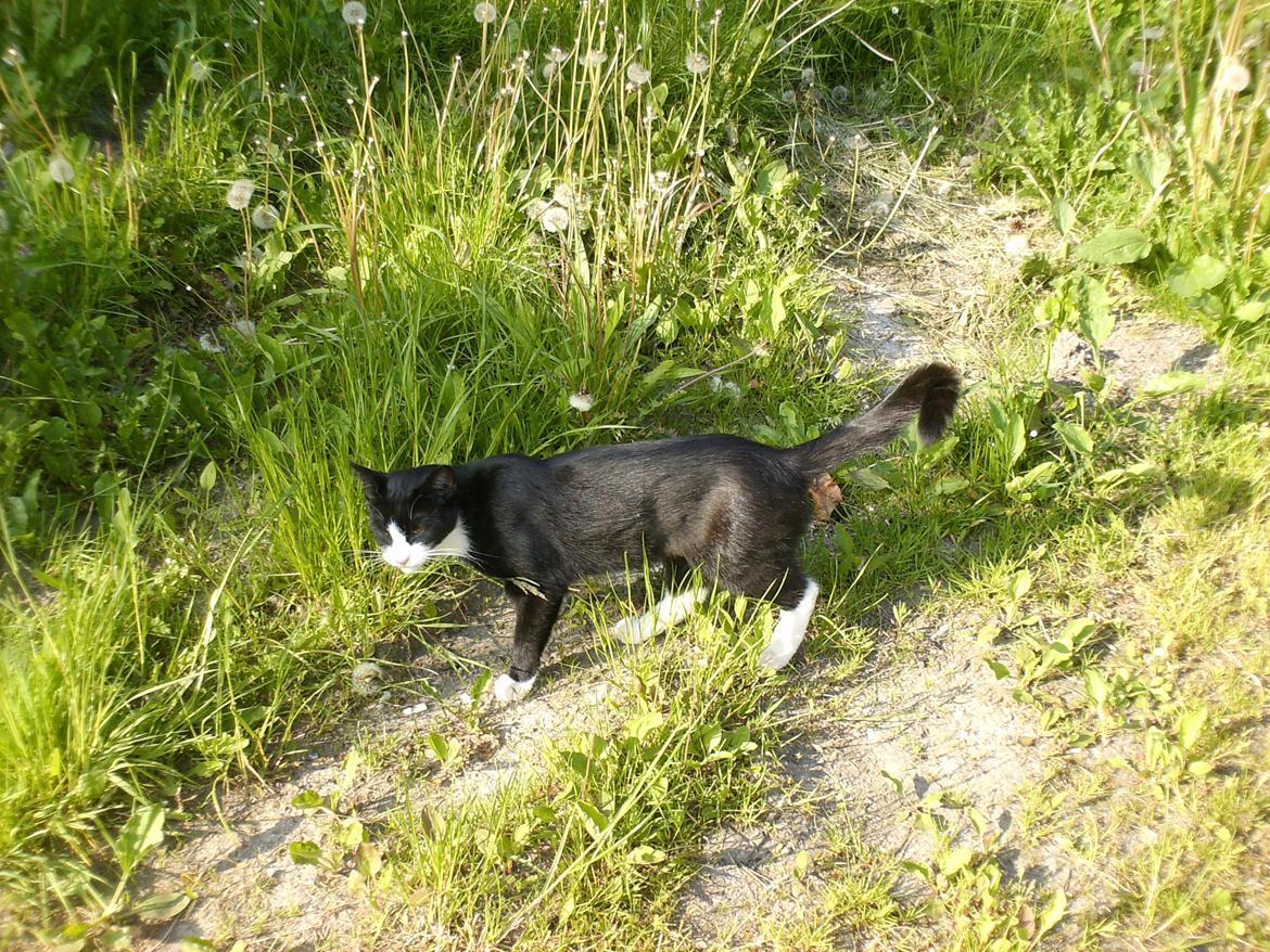 Huskat Babie - Hvor er musen henne mon?:-) billede 2