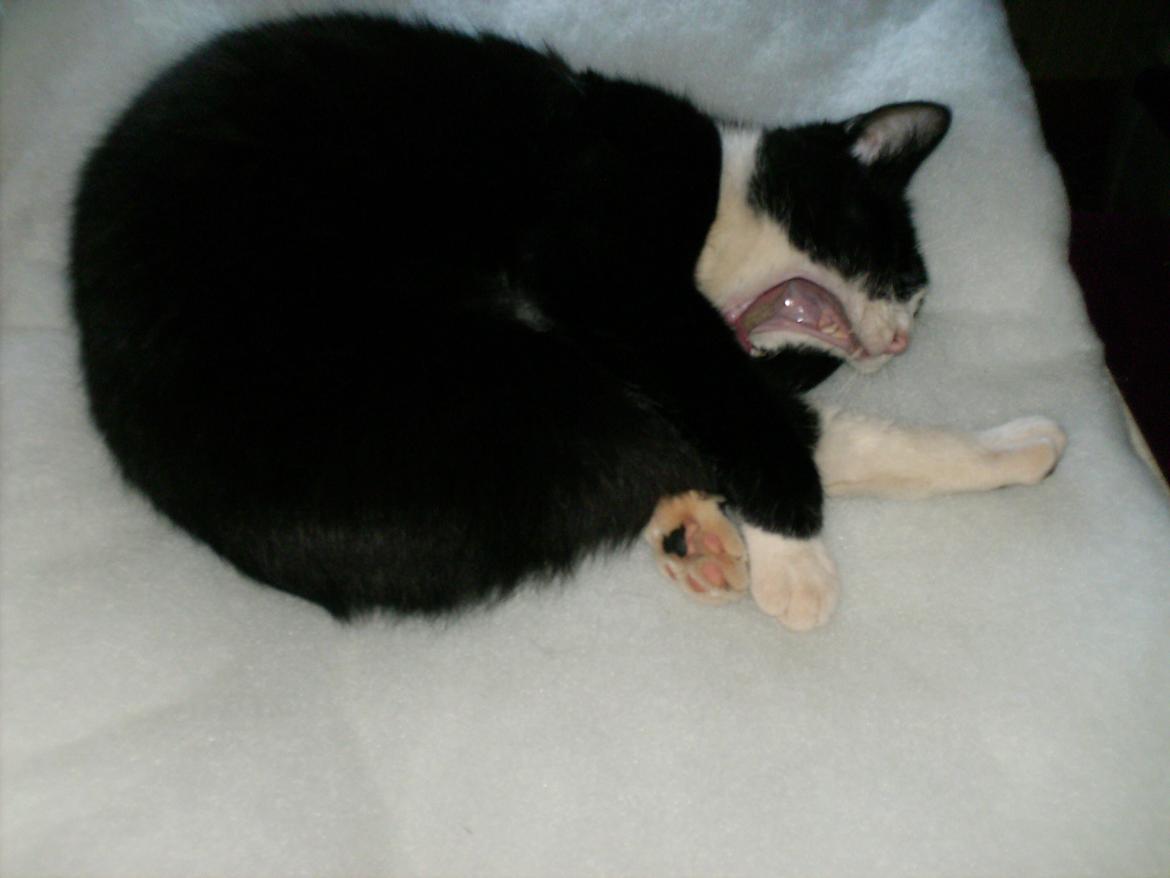 Huskat Babie - Jeg er bare såå søvnig:-) billede 4