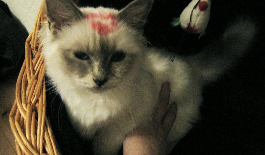 Hellig Birma Monroe billede 13