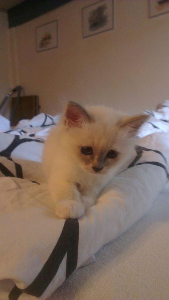 Hellig Birma Monroe billede 29