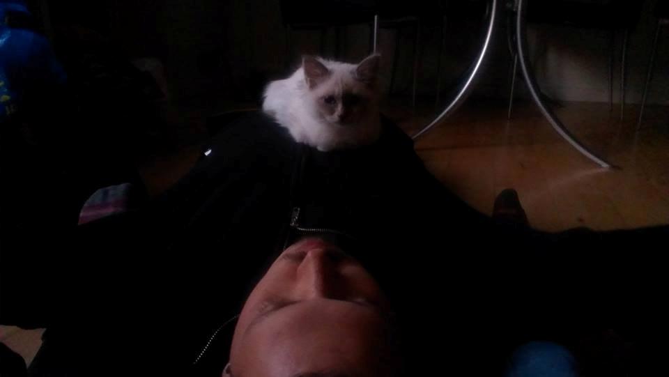 Hellig Birma Monroe billede 30