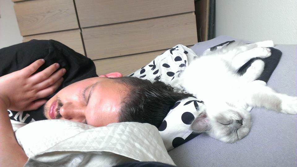 Hellig Birma Monroe billede 19