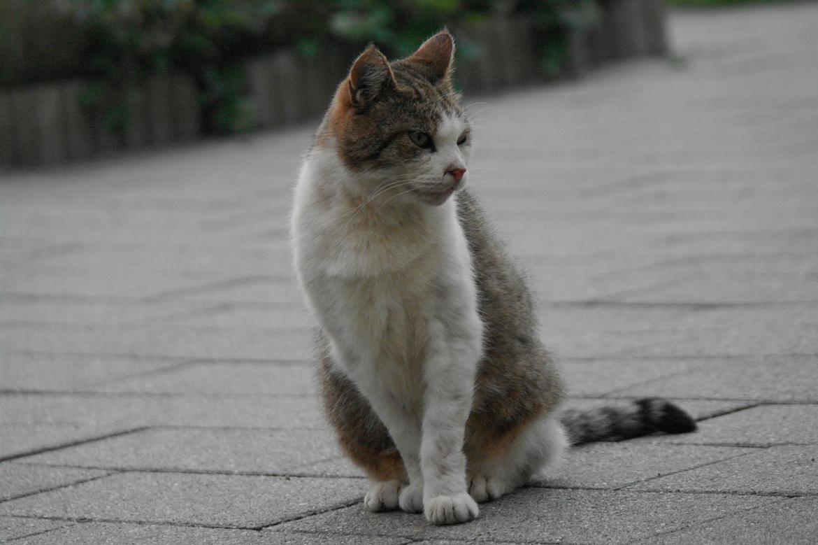 Huskat misser billede 18