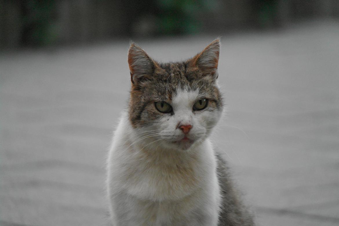 Huskat misser billede 20